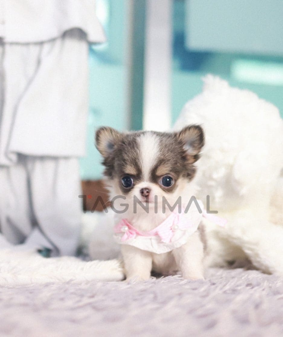 Chihuahua puppy for sale, dog for sale at Tagnimal