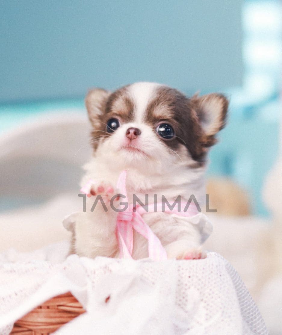 Chihuahua puppy for sale, dog for sale at Tagnimal