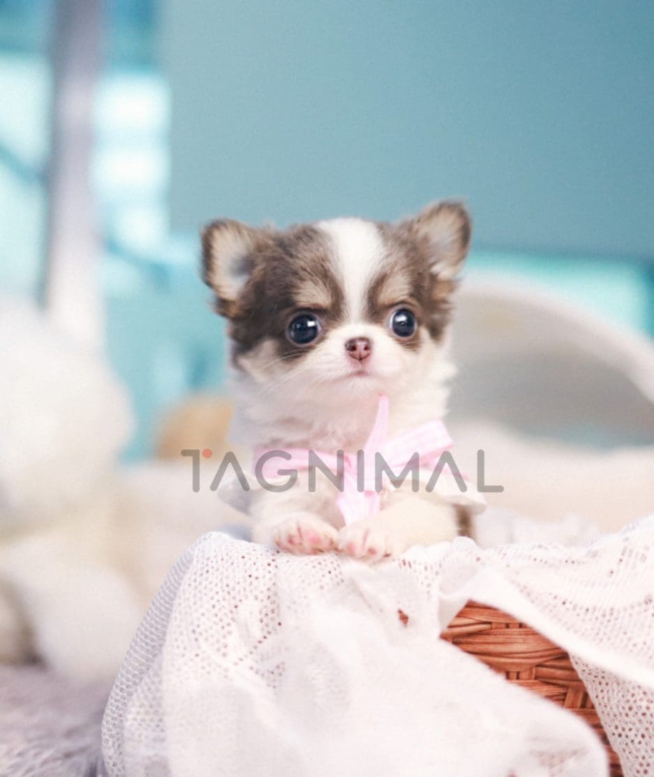 Chihuahua puppy for sale, dog for sale at Tagnimal