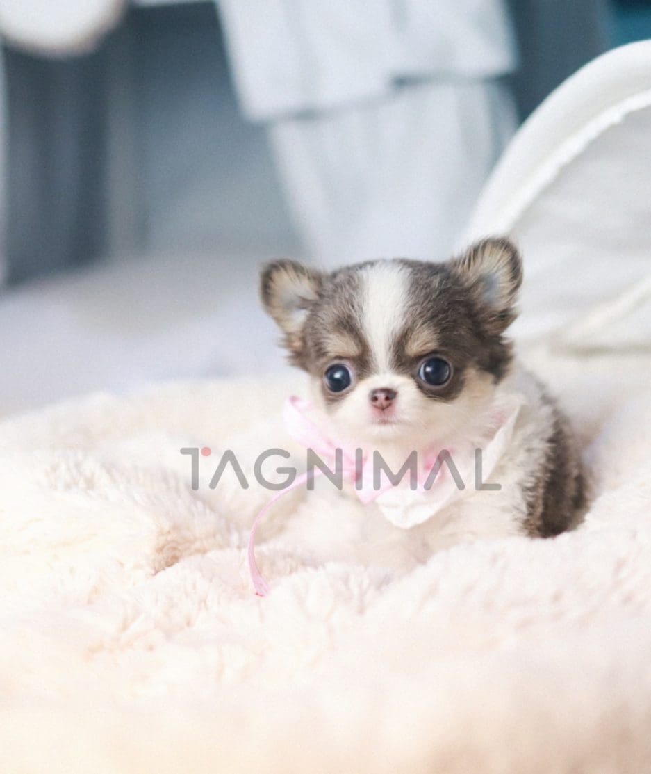 Chihuahua puppy for sale, dog for sale at Tagnimal