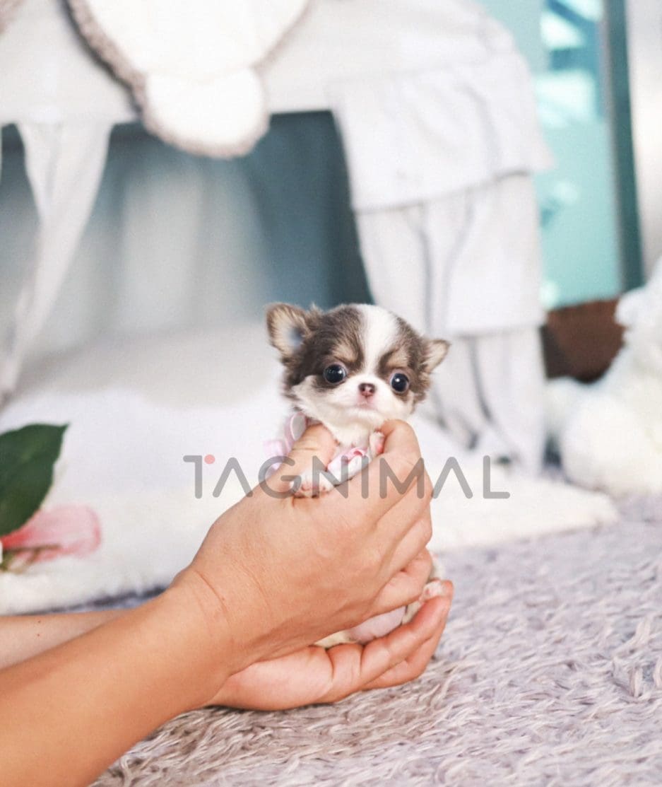 Chihuahua puppy for sale, dog for sale at Tagnimal