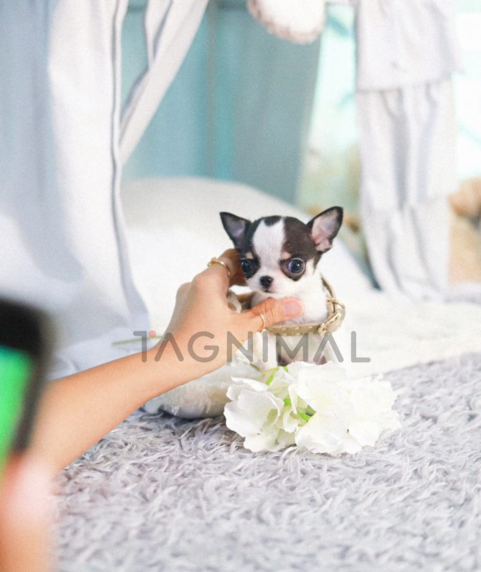 Chihuahua puppy for sale, dog for sale at Tagnimal