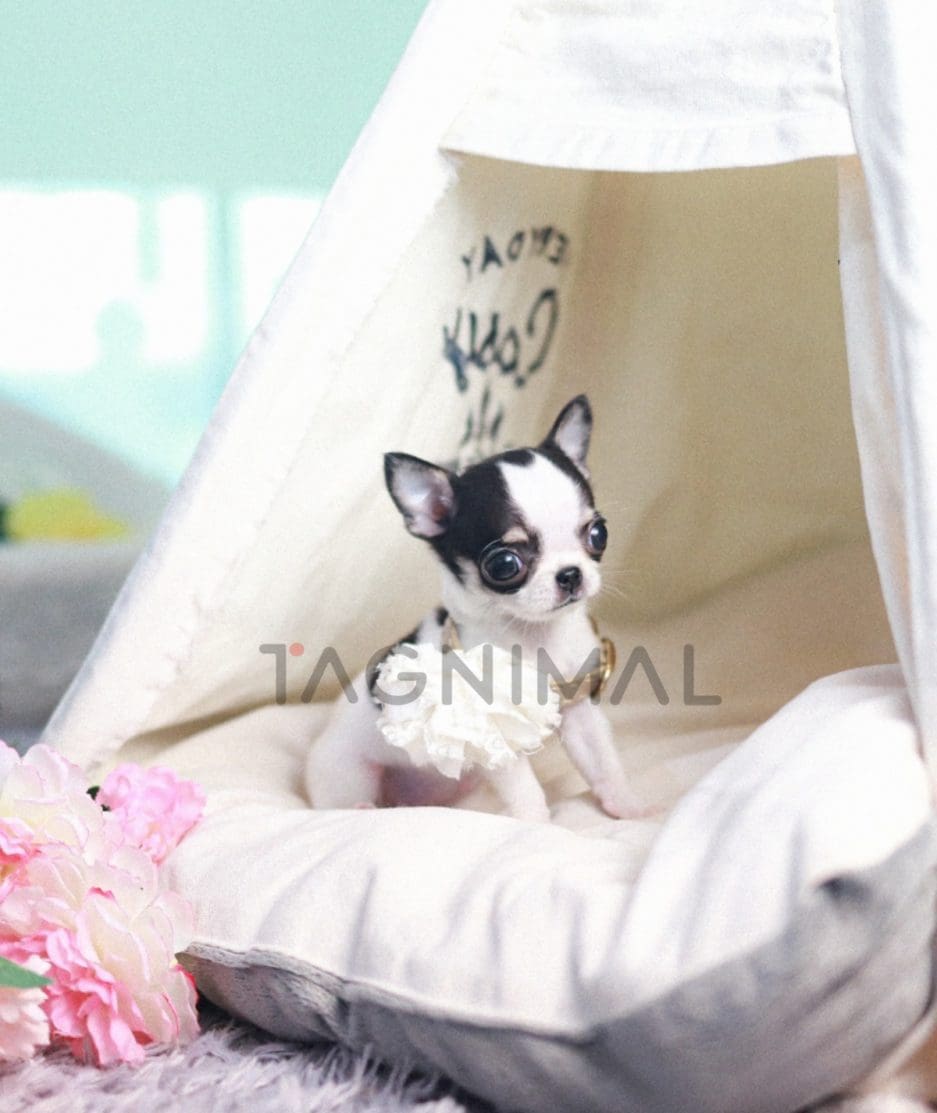 Chihuahua puppy for sale, dog for sale at Tagnimal