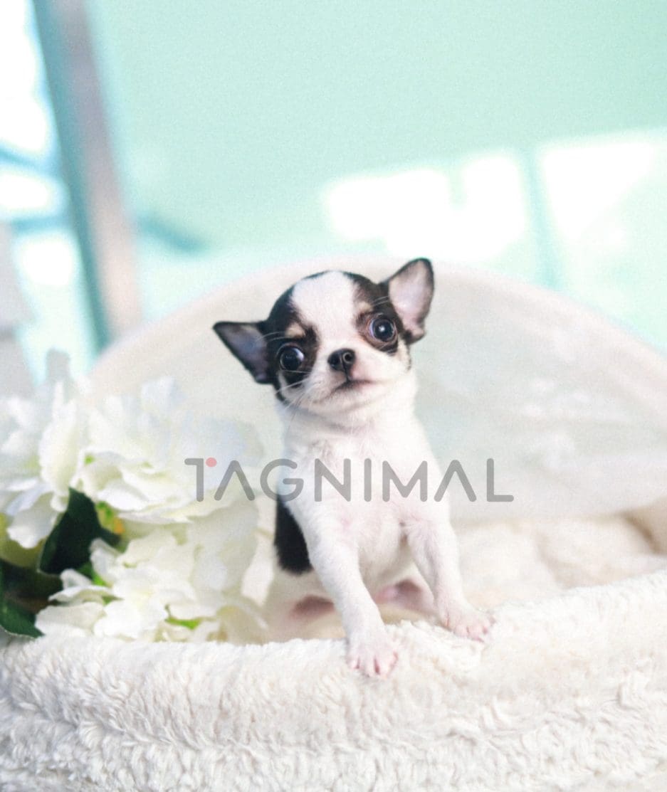 Chihuahua puppy for sale, dog for sale at Tagnimal