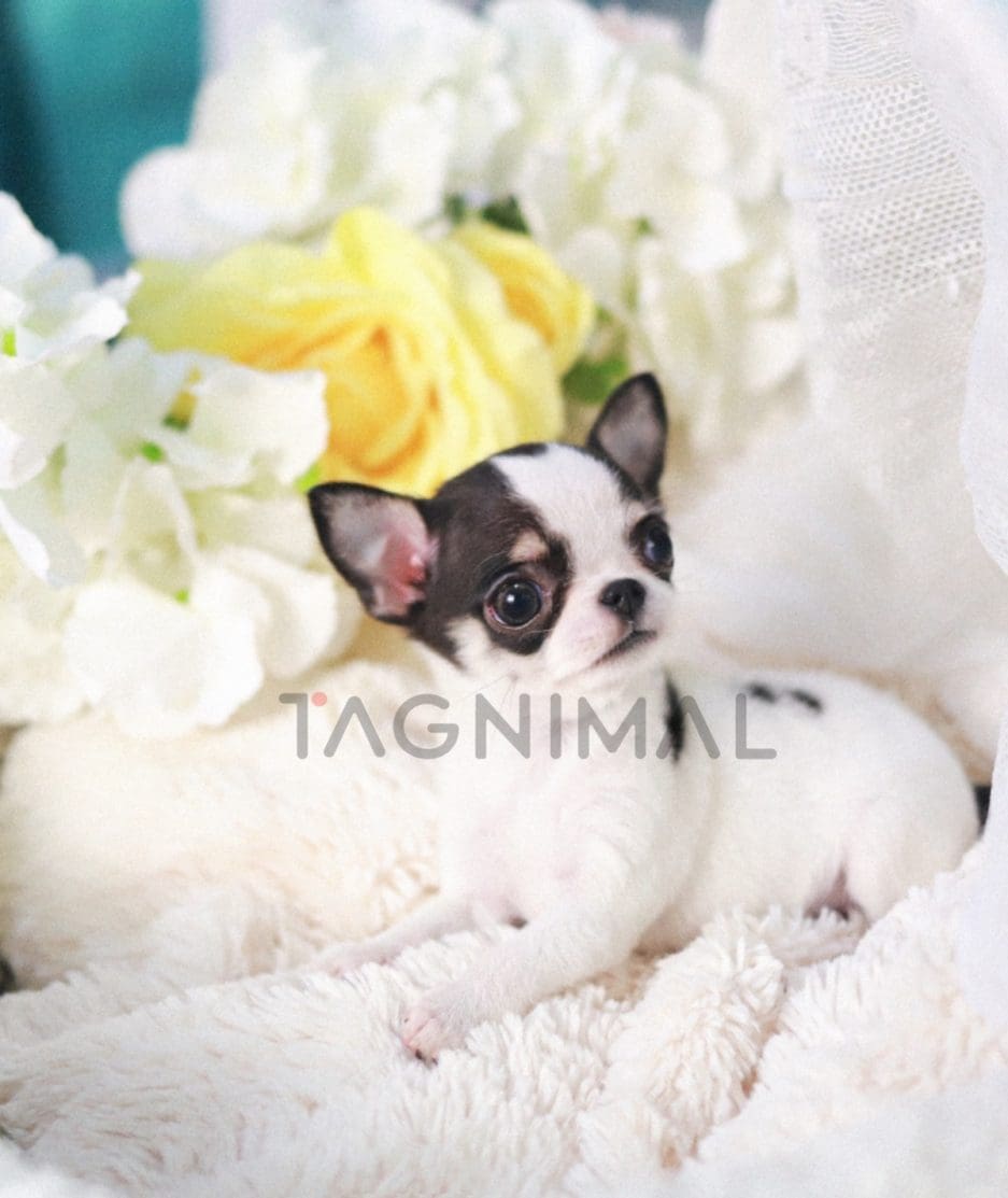 Chihuahua puppy for sale, dog for sale at Tagnimal