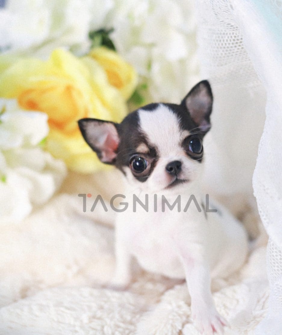 Chihuahua puppy for sale, dog for sale at Tagnimal