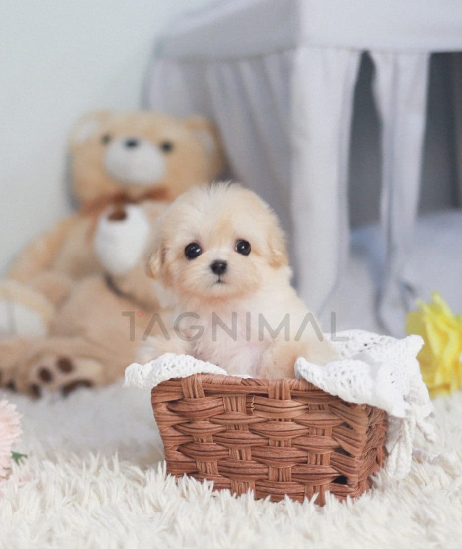 Maltipoo puppy for sale, dog for sale at Tagnimal 