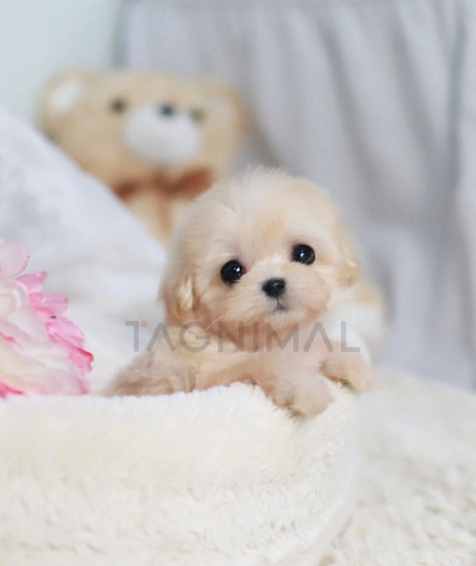 Maltipoo puppy for sale, dog for sale at Tagnimal 