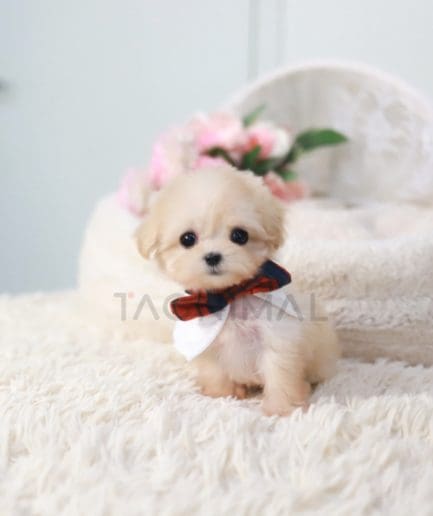 Maltipoo puppy for sale, dog for sale at Tagnimal 