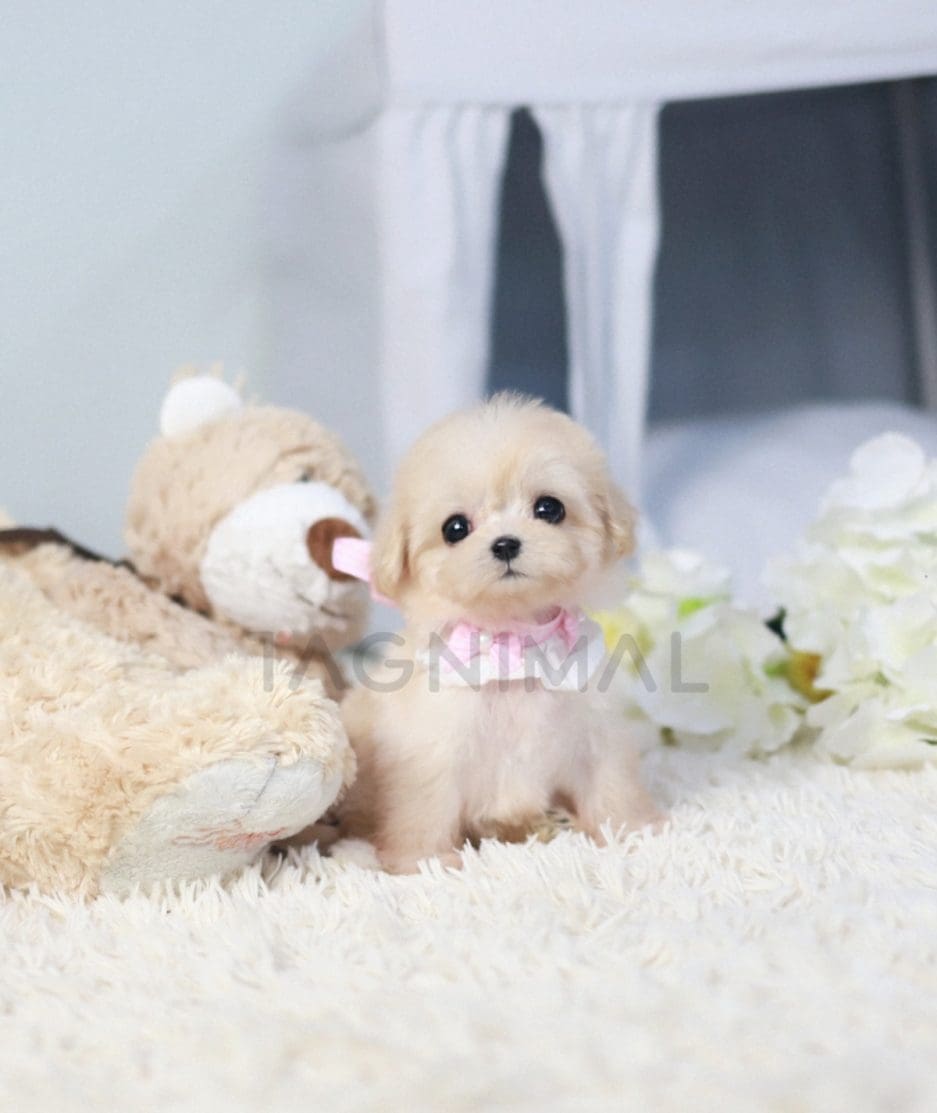 Maltipoo puppy for sale, dog for sale at Tagnimal