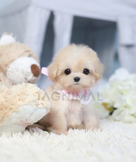 Maltipoo puppy for sale, dog for sale at Tagnimal