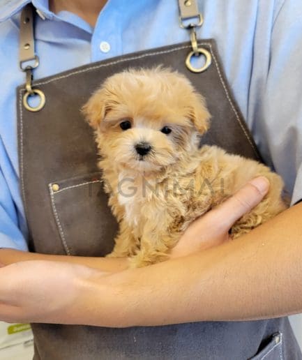 Maltipoo puppy for sale, dog for sale at Tagnimal 