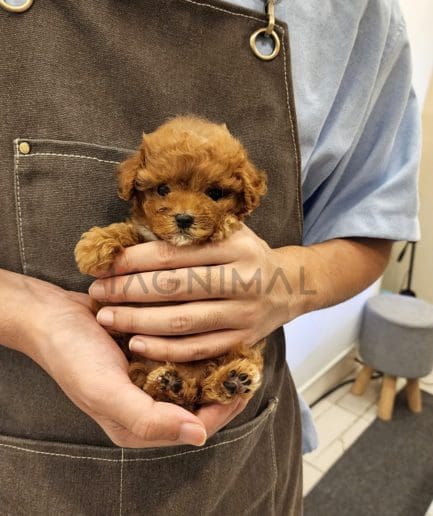 Maltipoo puppy for sale, dog for sale at Tagnimal 