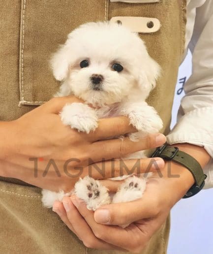 Bichon puppy for sale, dog for sale at Tagnimal