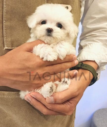 Bichon puppy for sale, dog for sale at Tagnimal