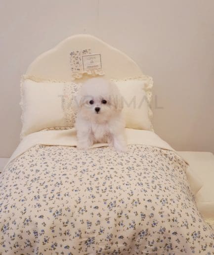 Bichon puppy for sale, dog for sale at Tagnimal