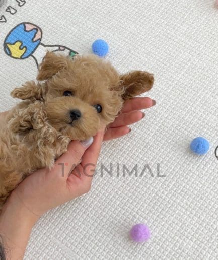 Maltipoo puppy for sale, dog for sale at Tagnimal