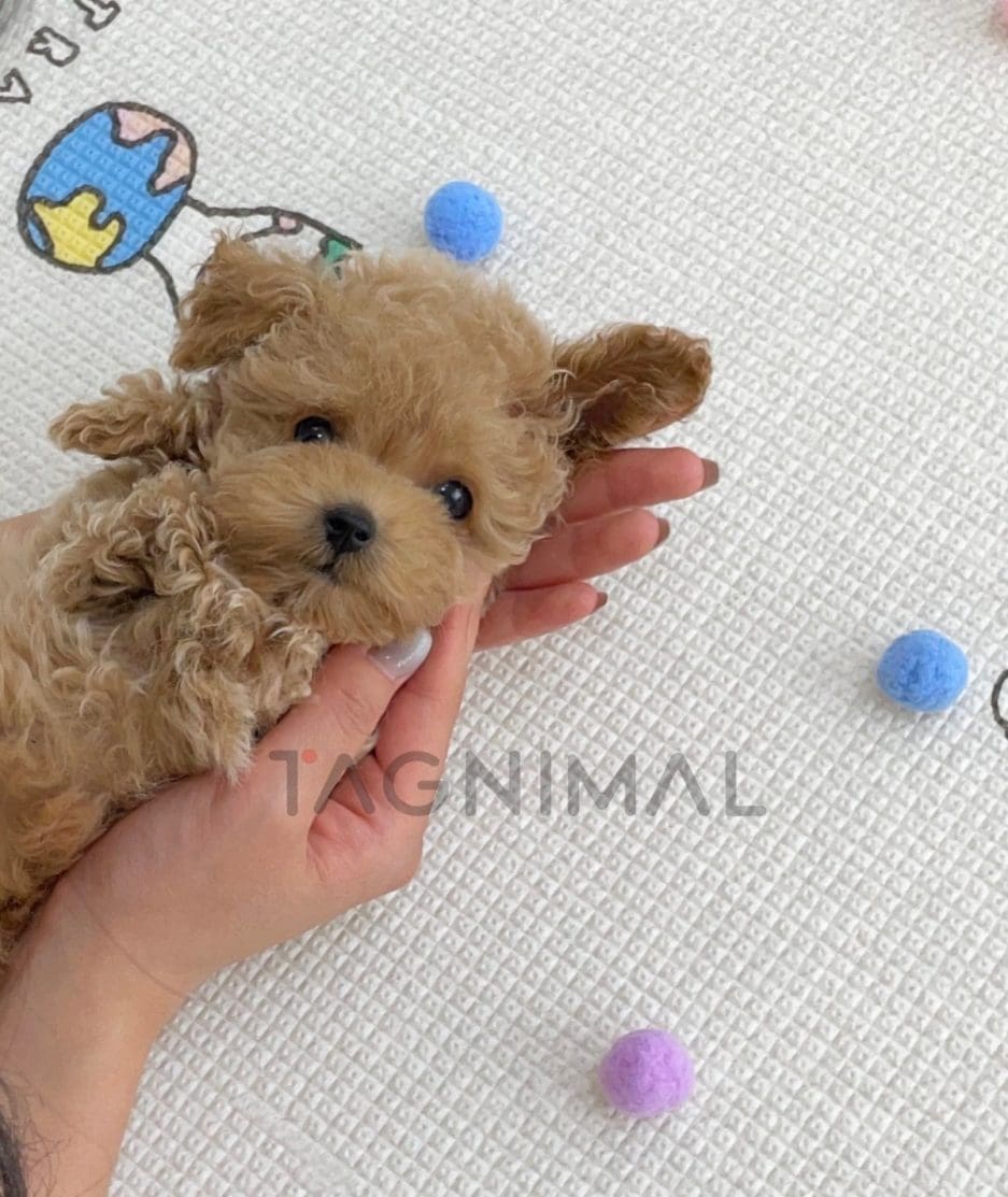 Maltipoo puppy for sale, dog for sale at Tagnimal