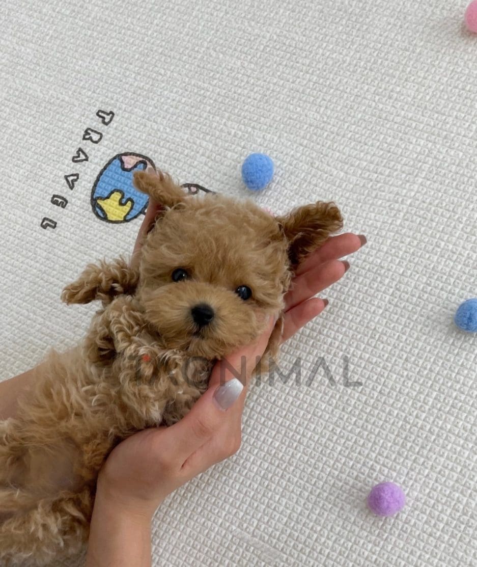 Maltipoo puppy for sale, dog for sale at Tagnimal