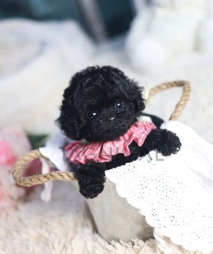 Poodle puppy for sale, dog for sale at Tagnimal