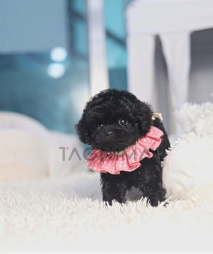 Poodle puppy for sale, dog for sale at Tagnimal