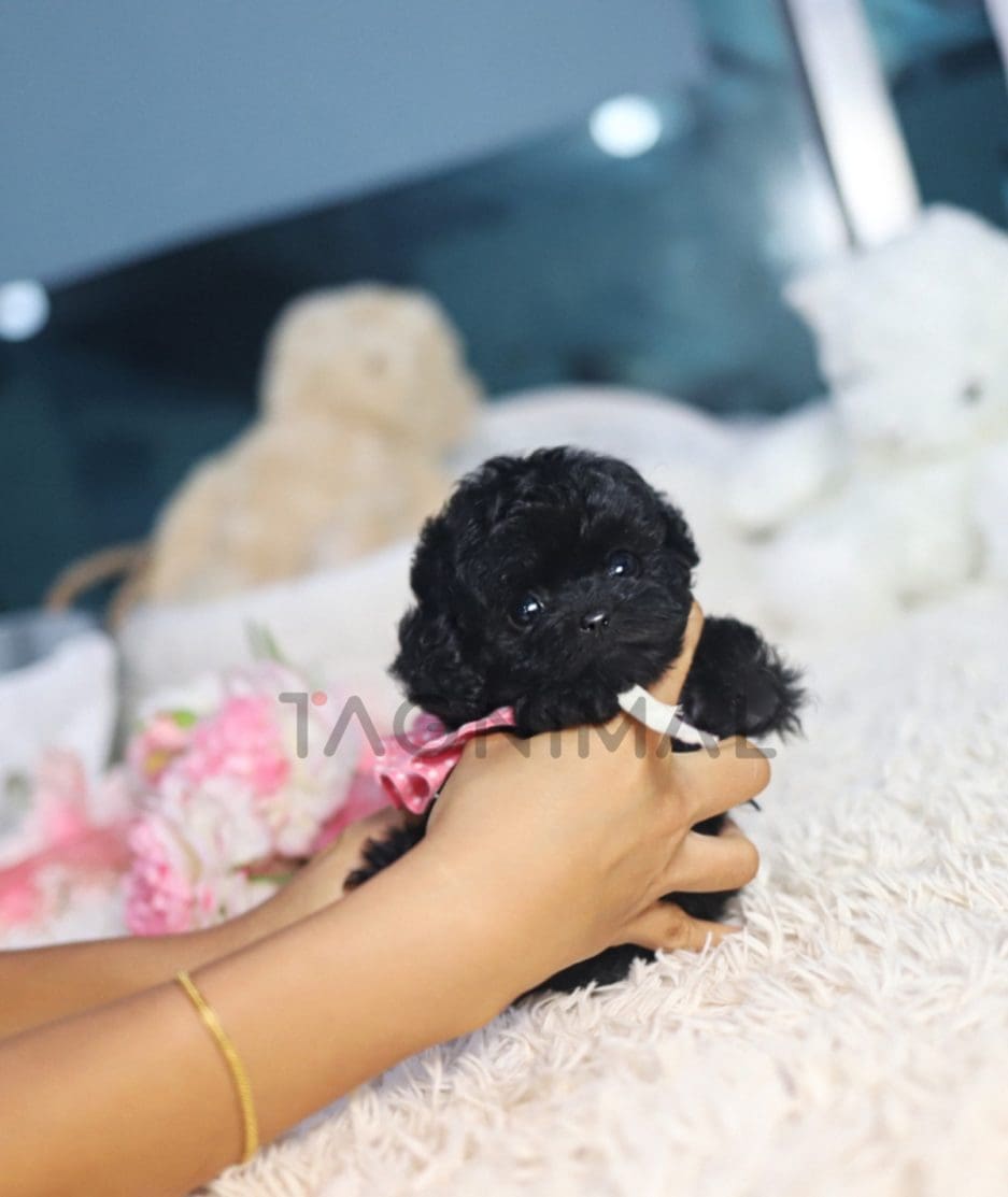 Poodle puppy for sale, dog for sale at Tagnimal