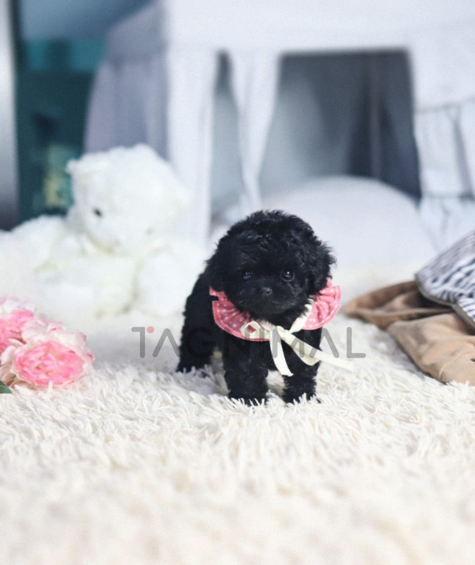 Poodle puppy for sale, dog for sale at Tagnimal