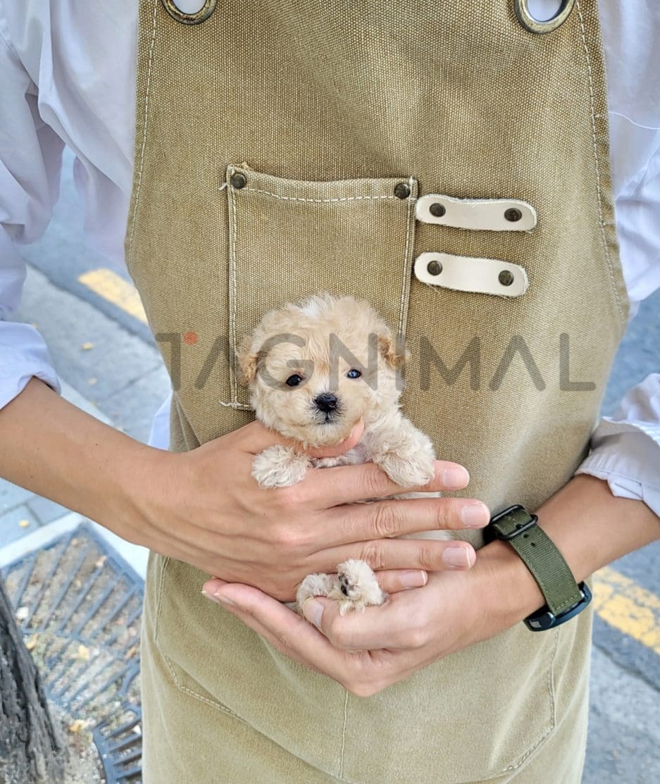 Maltipoo puppy for sale, dog for sale at Tagnimal