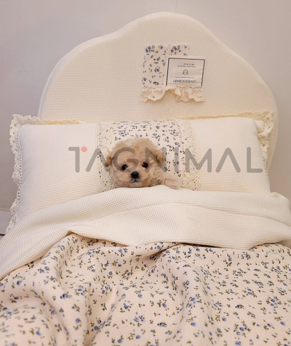 Maltipoo puppy for sale, dog for sale at Tagnimal