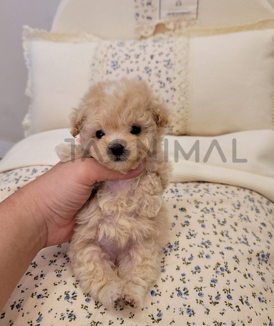 Maltipoo puppy for sale, dog for sale at Tagnimal