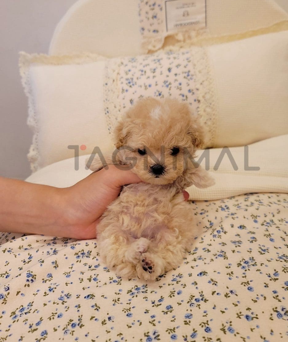 Maltipoo puppy for sale, dog for sale at Tagnimal