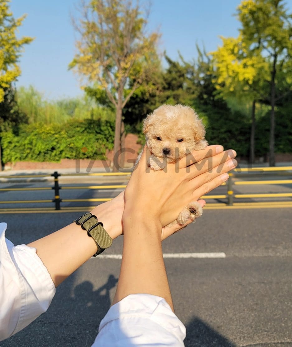 Maltipoo puppy for sale, dog for sale at Tagnimal