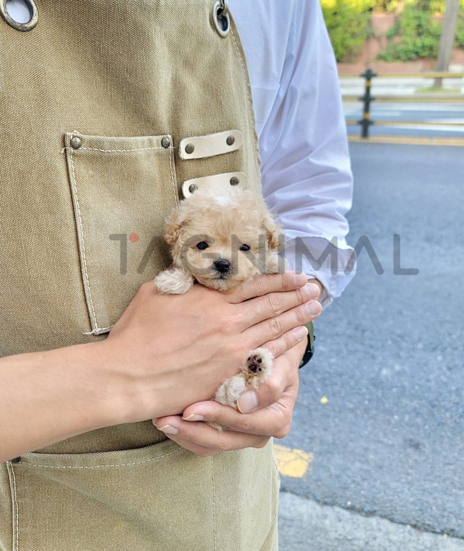 Maltipoo puppy for sale, dog for sale at Tagnimal