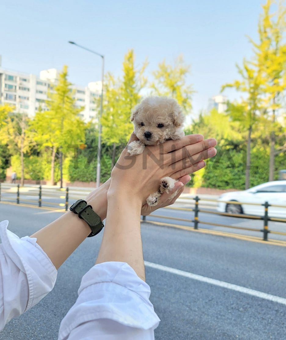 Maltipoo puppy for sale, dog for sale at Tagnimal