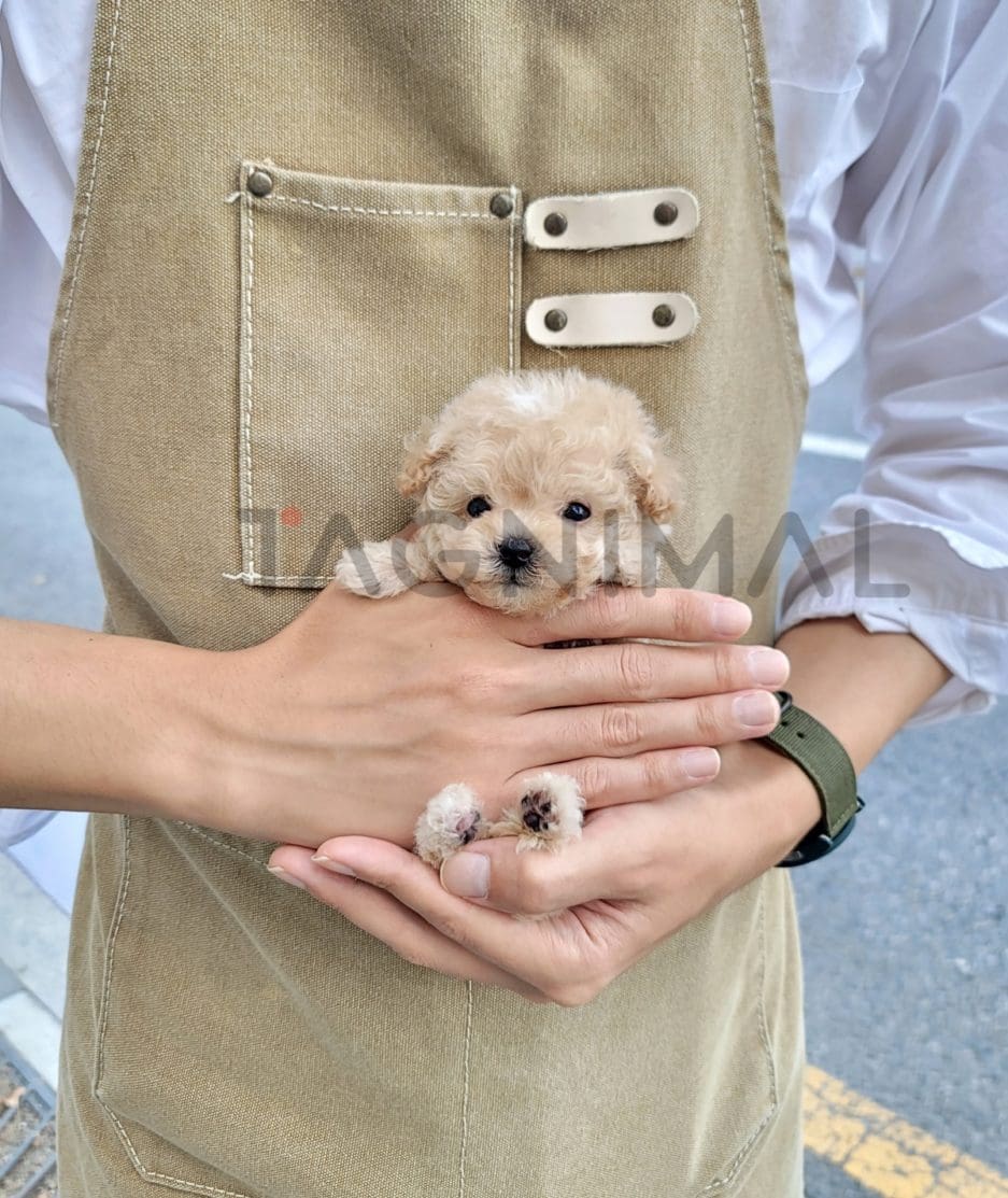 Maltipoo puppy for sale, dog for sale at Tagnimal