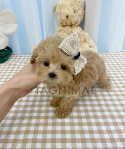 Maltipoo puppy for sale, dog for sale at Tagnimal