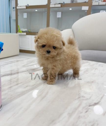 Maltipoo puppy for sale, dog for sale at Tagnimal