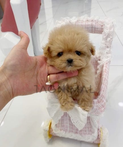 Maltipoo puppy for sale, dog for sale at Tagnimal