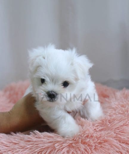 Maltese puppy for sale, dog for sale at Tagnimal 