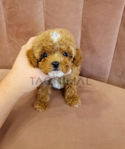 Maltipoo puppy for sale, dog for sale at Tagnimal 