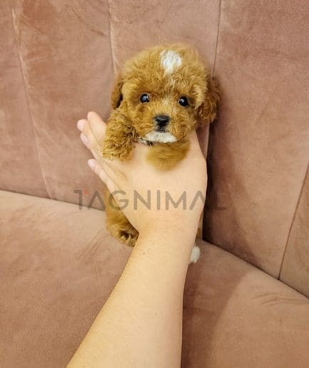 Maltipoo puppy for sale, dog for sale at Tagnimal 