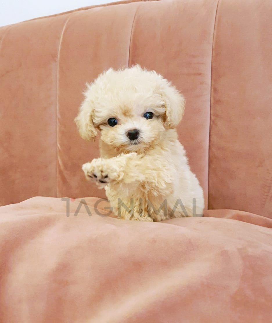 Poodle puppy for sale, dog for sale at Tagnimal