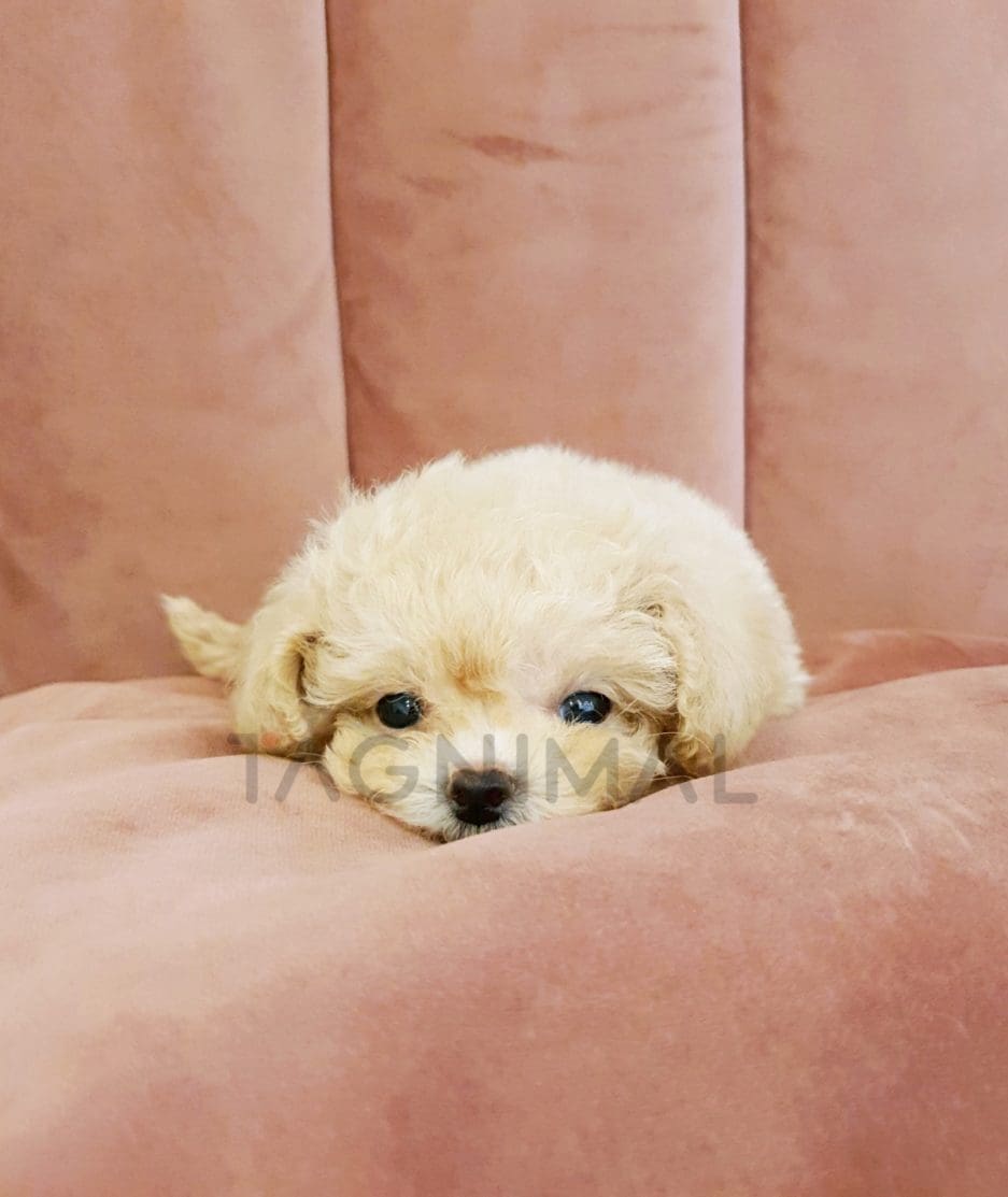 Poodle puppy for sale, dog for sale at Tagnimal