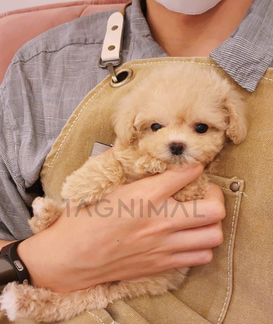 Poodle puppy for sale, dog for sale at Tagnimal