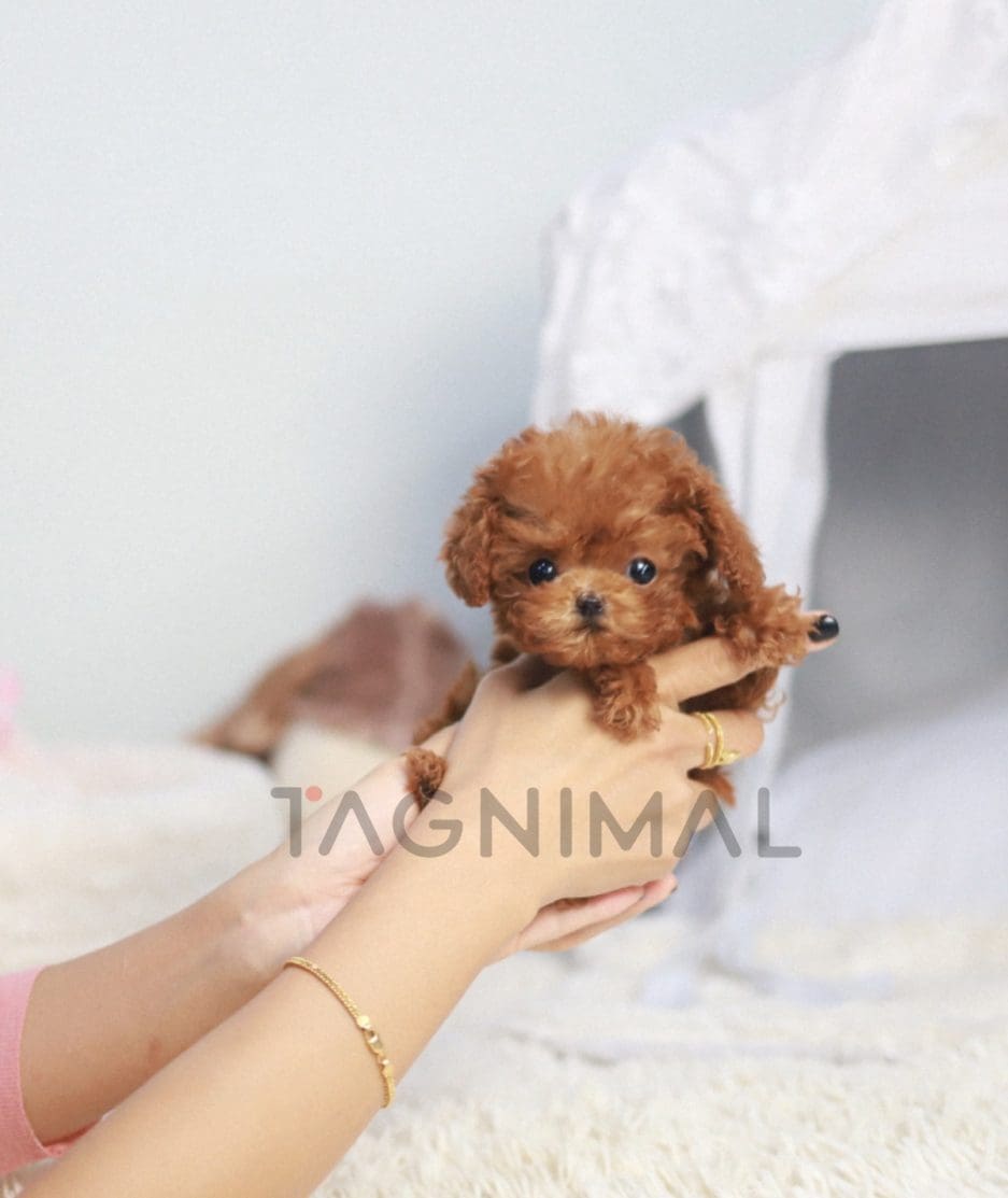 Poodle puppy for sale, dog for sale at Tagnimal 