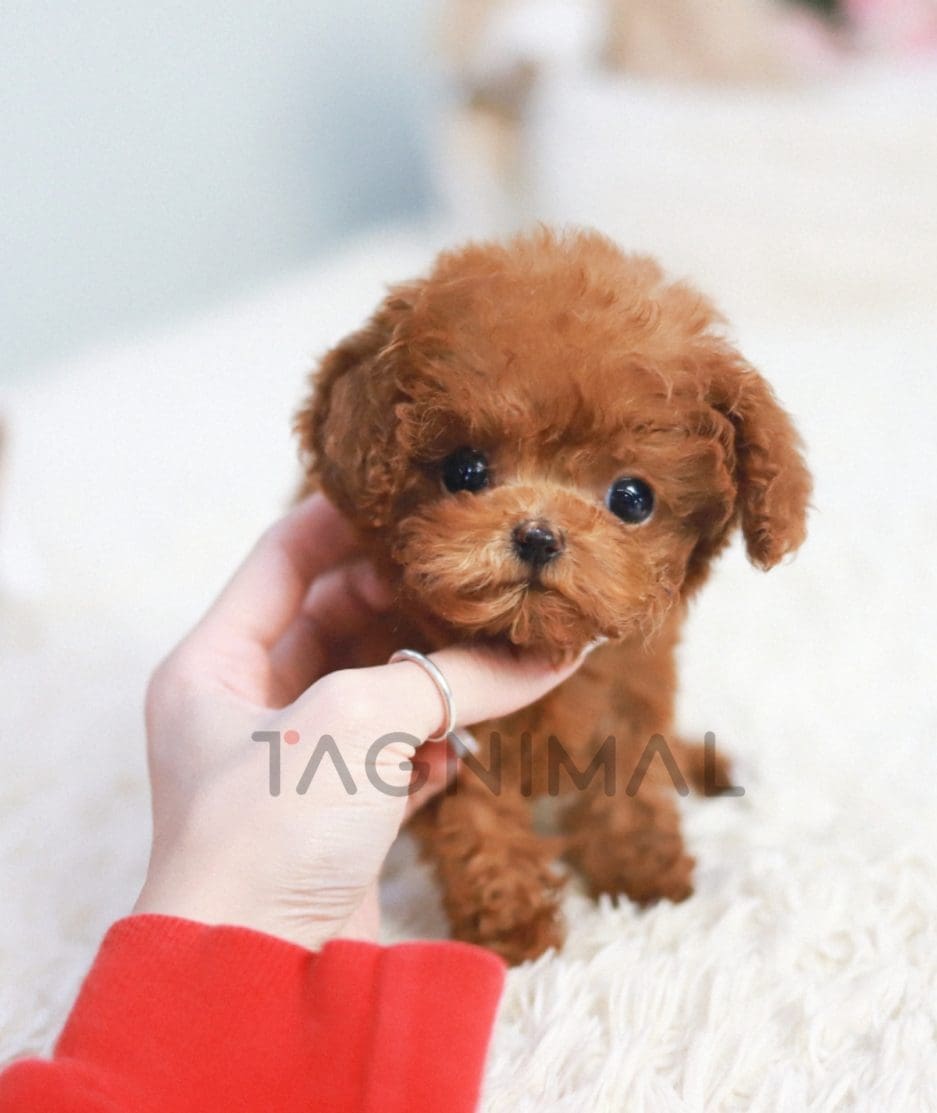 Poodle puppy for sale, dog for sale at Tagnimal 