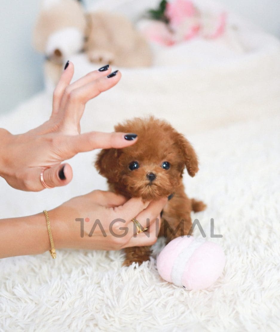 Poodle puppy for sale, dog for sale at Tagnimal 