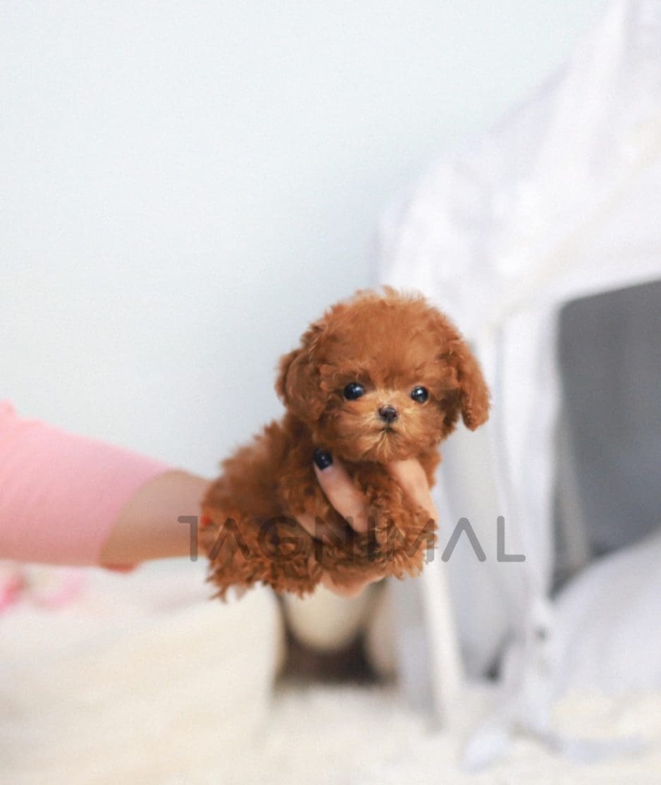 Poodle puppy for sale, dog for sale at Tagnimal 