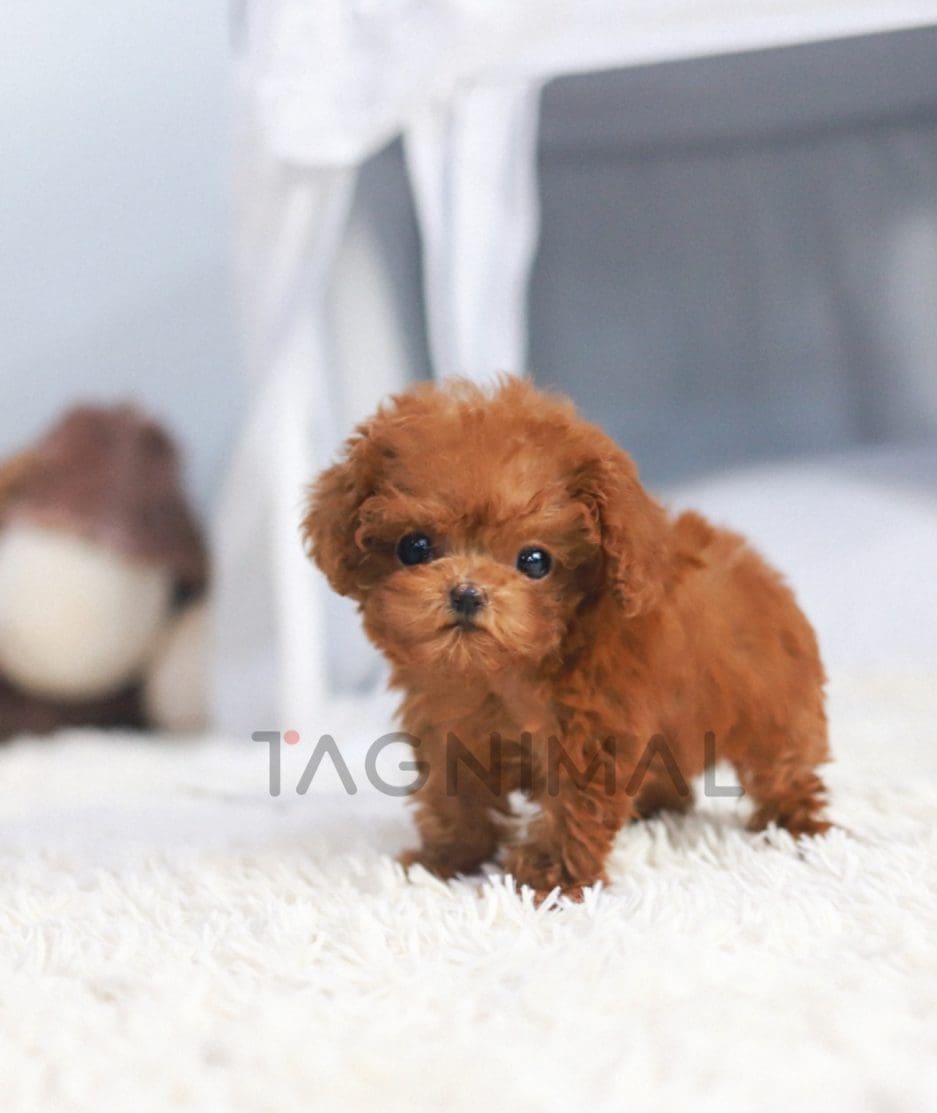 Poodle puppy for sale, dog for sale at Tagnimal 