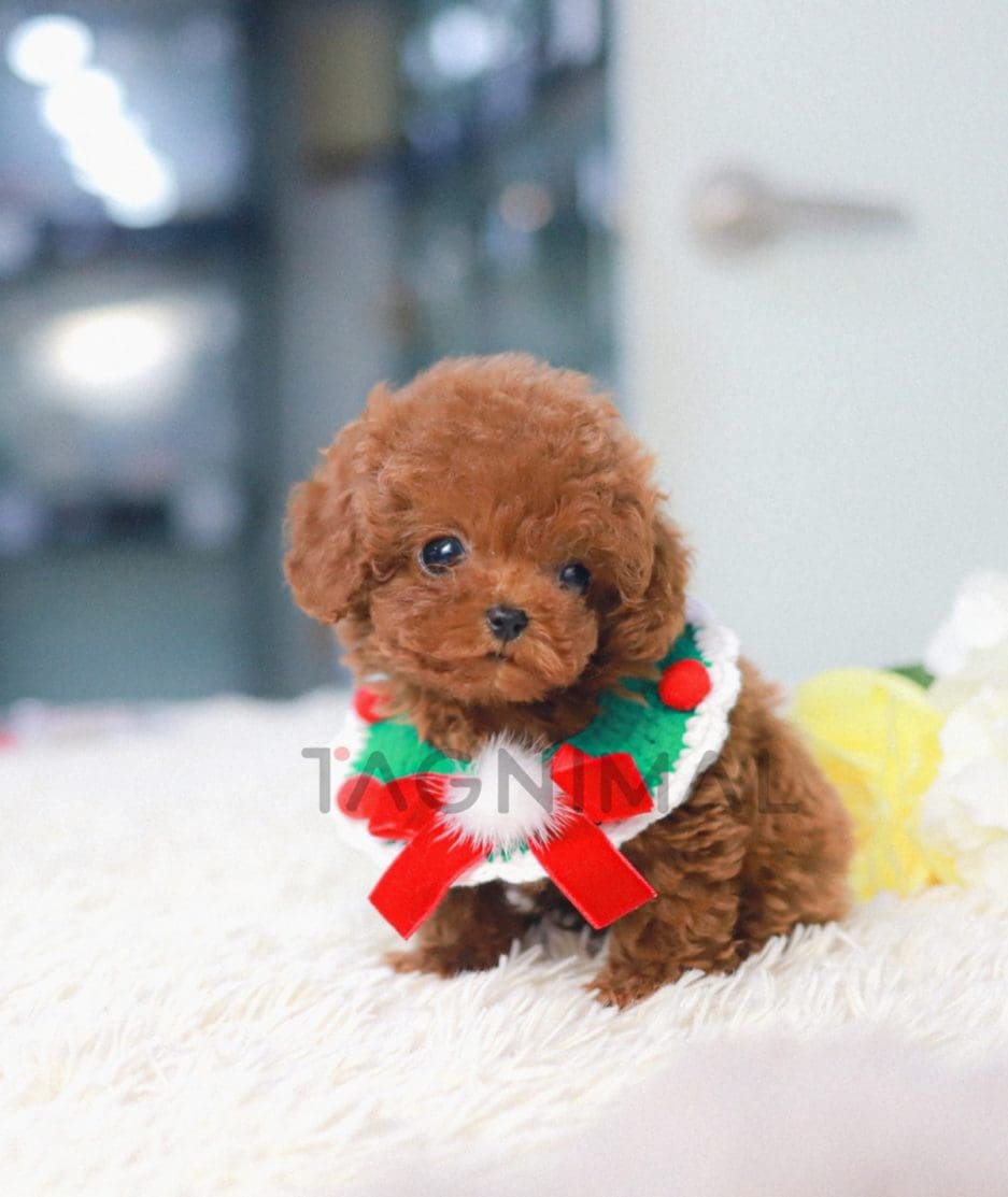 Poodle puppy for sale, dog for sale at Tagnimal 